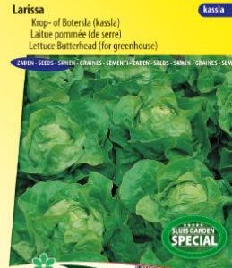 lettuce_larissa_full