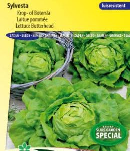 lettuce_sylvesta_full